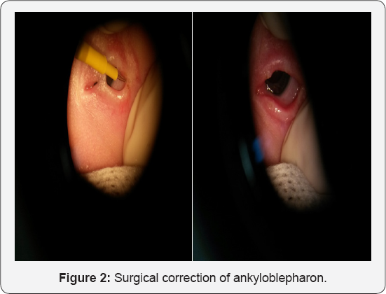 Click here to view Large Figure 2