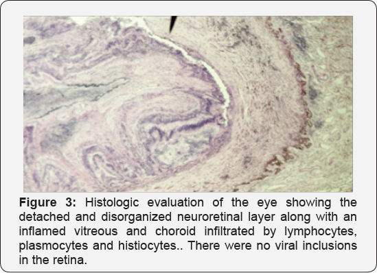 Click here to view Large Figure 3