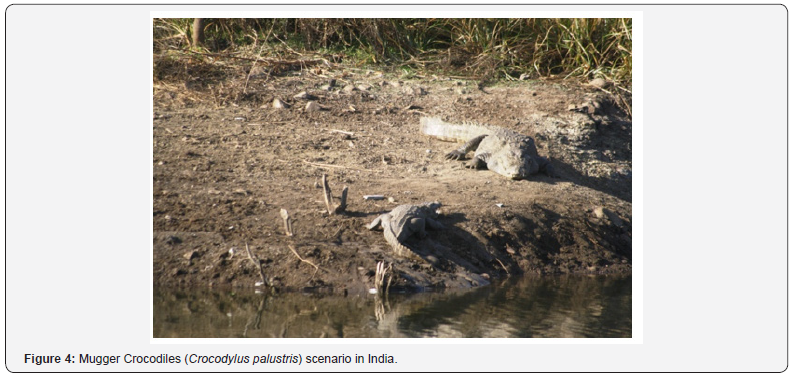 Click here to view Large Figure 4