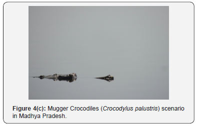 Click here to view Large Figure 4c