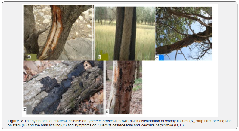 Click here to view Large Figure 3