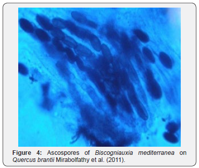 Click here to view Large Figure 4