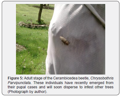 Click here to view Large Figure 5