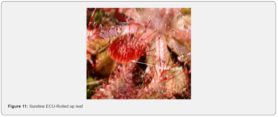 Click here to view Large Figure