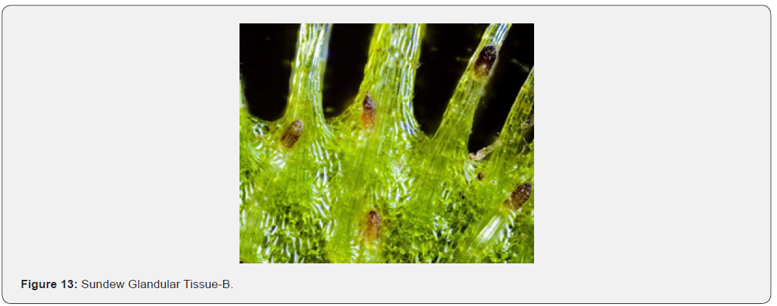 Click here to view Large Figure