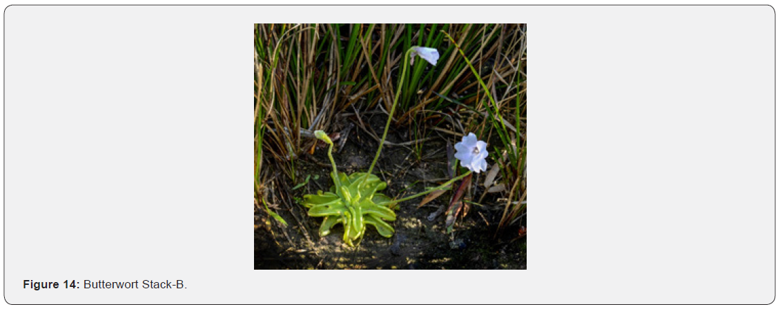 Click here to view Large Figure