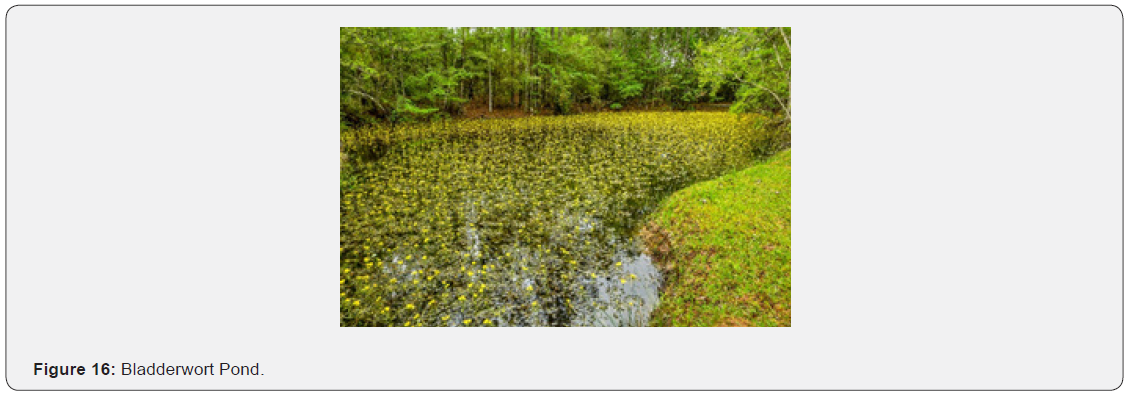 Click here to view Large Figure