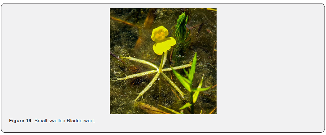 Click here to view Large Figure