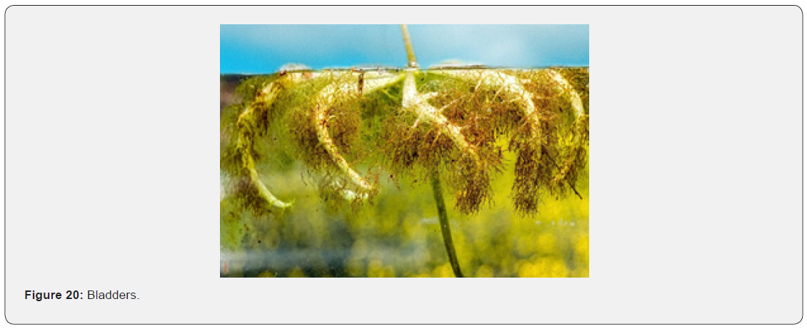 Click here to view Large Figure