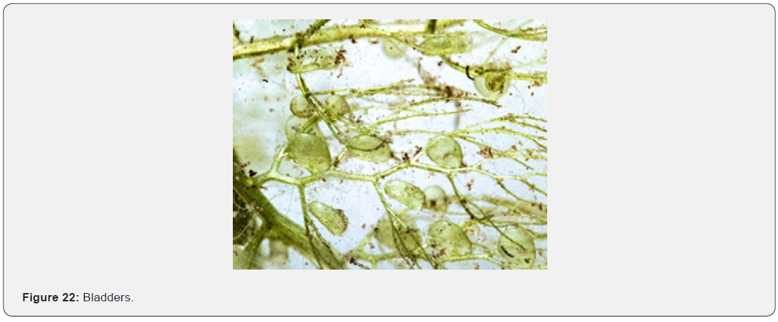 Click here to view Large Figure