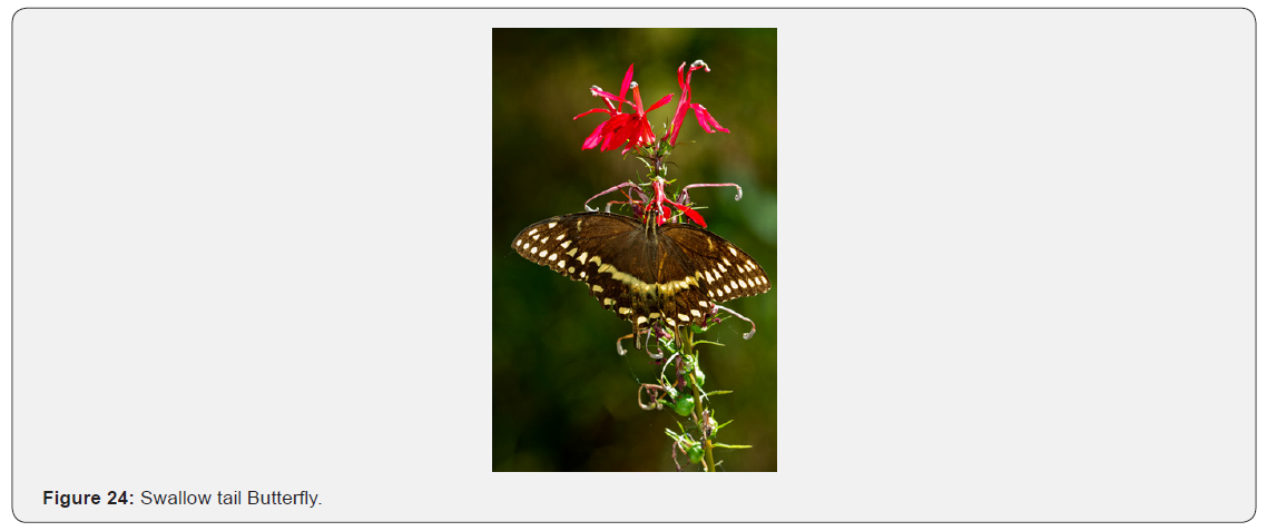 Click here to view Large Figure