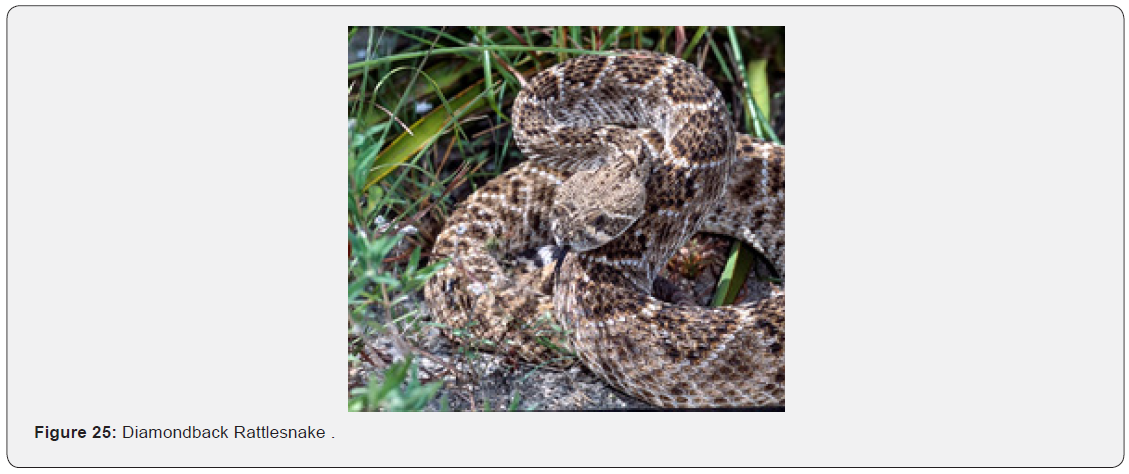 Click here to view Large Figure