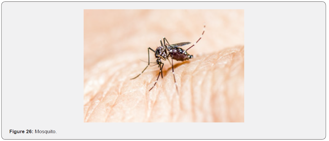 Click here to view Large Figure