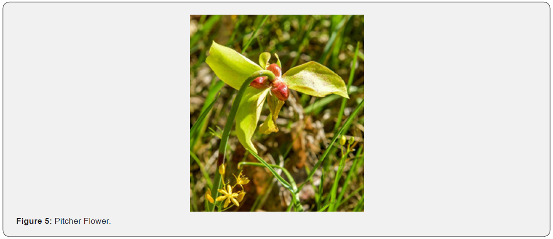 Click here to view Large Figure