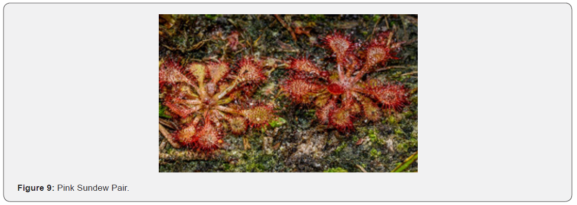 Click here to view Large Figure