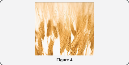 Click here to view Large Figure 1