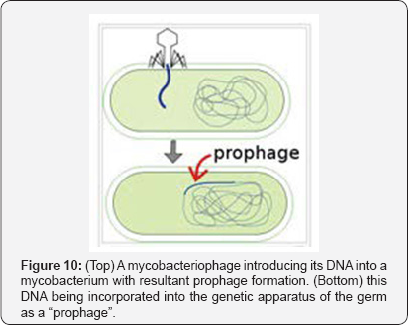 Click here to view Large Figure 10