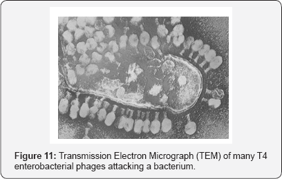 Click here to view Large Figure 11