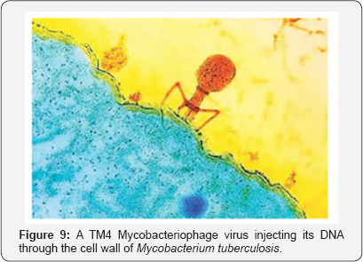 Click here to view Large Figure 9