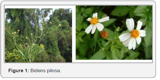 Click here to view Large Figure 1