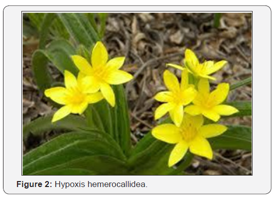 Click here to view Large Figure 2