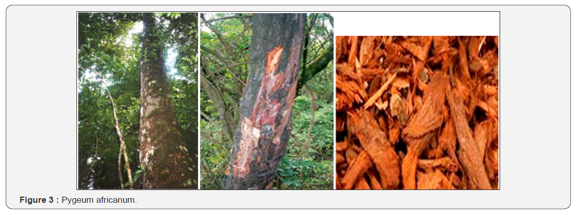 Click here to view Large Figure 3