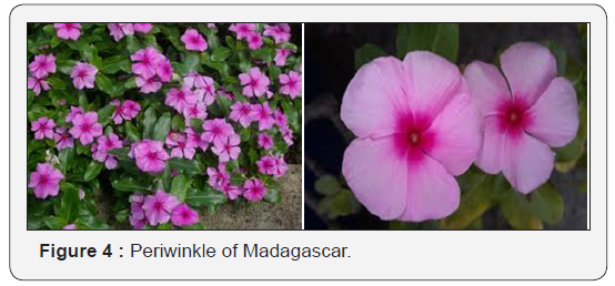 Click here to view Large Figure 4