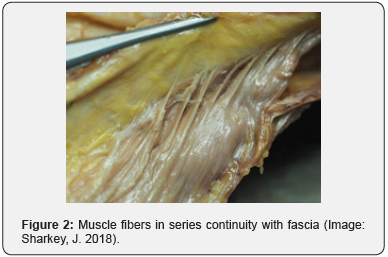 Click here to view Large Figure 2