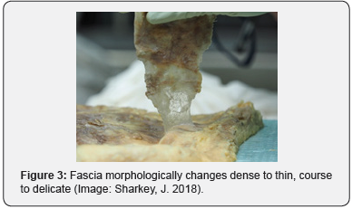 Click here to view Large Figure 3