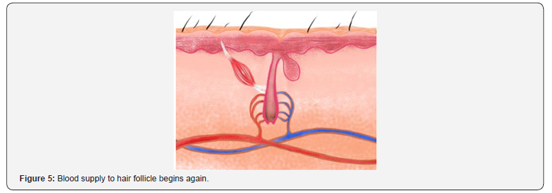 Click here to view Large Figure 5 Novel Techniques in Bone Arthritis & Development Research