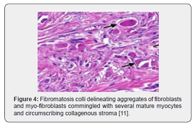 Click here to view Large Figure 4