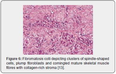 Click here to view Large Figure 6