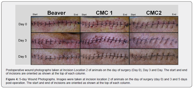 Click here to view Large Figure 4