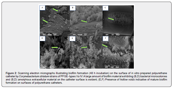 Click here to view Large Figure 2