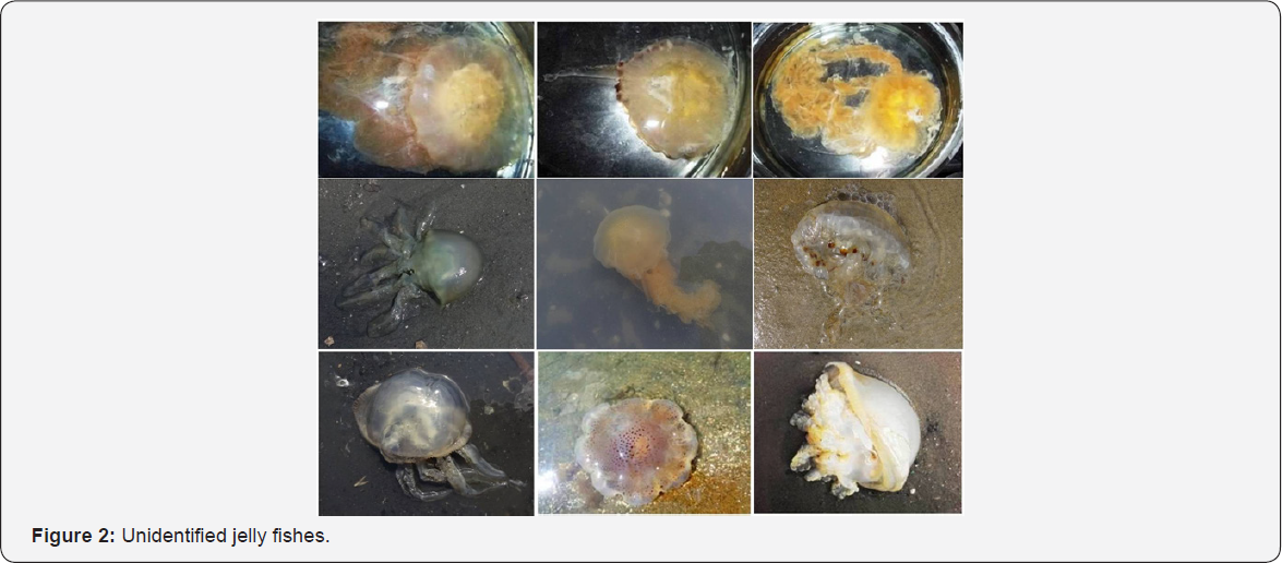 Click here to view Large Figure 2