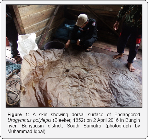 Click here to view Large Figure 1