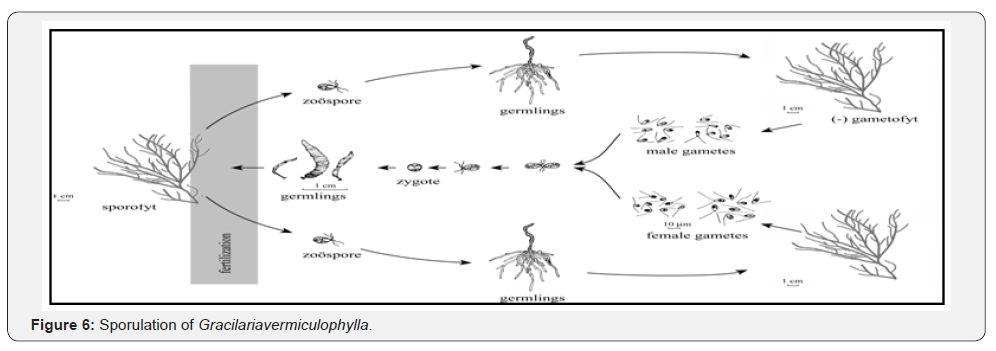 Click here to view Large Figure 6
