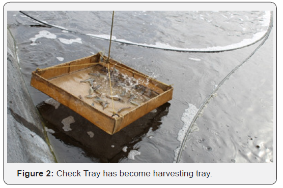 Click here to view Large Figure 2