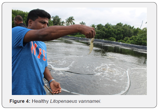 Click here to view Large Figure 4