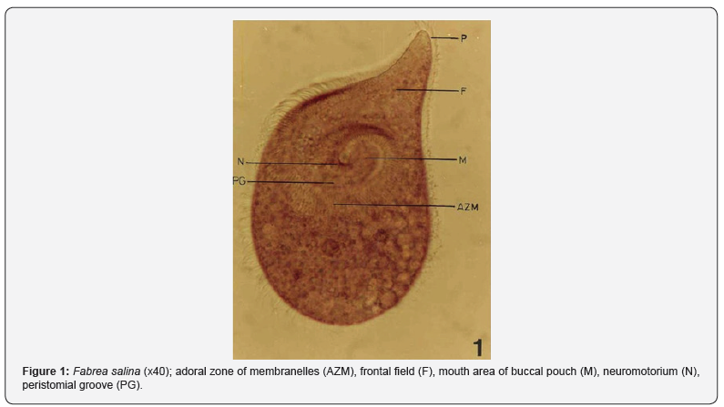 Click here to view Large Figure 1