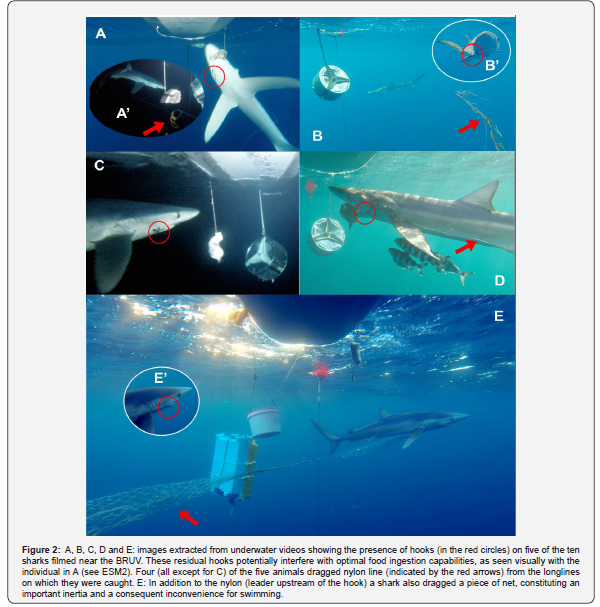 Click here to view Large Figure 2