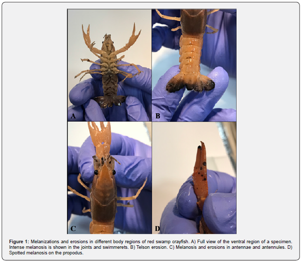 Click here to view Large Figure 1