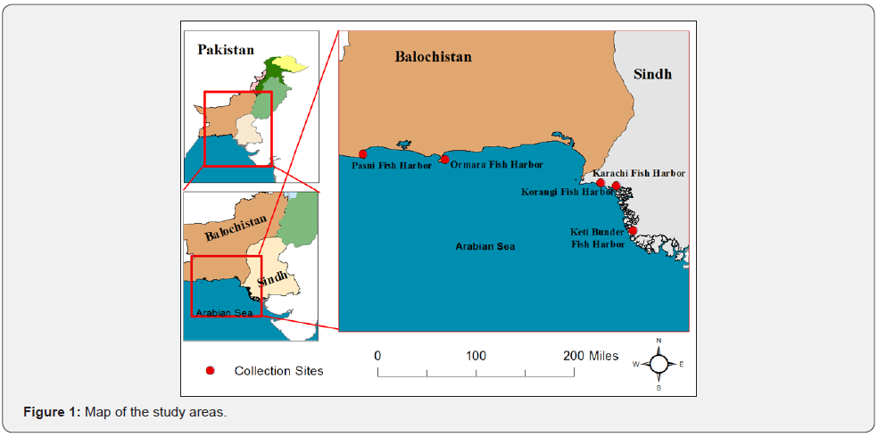 Click here to view Large Figure 1