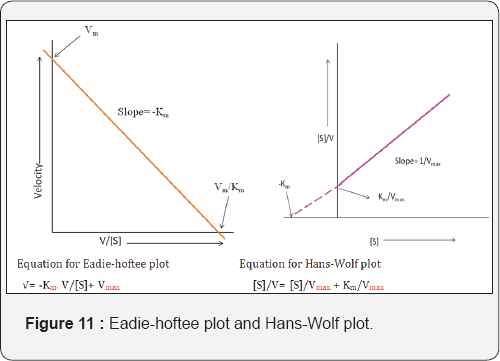 Click here to view Large Figure 11