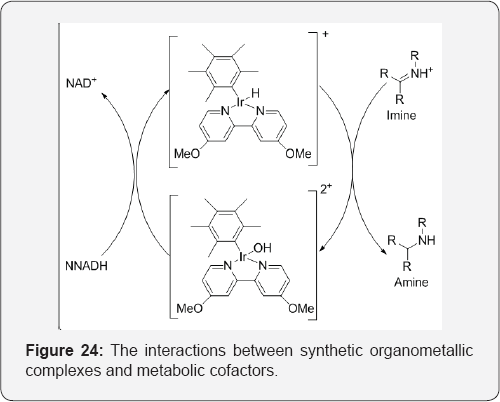 Click here to view Large Figure 24