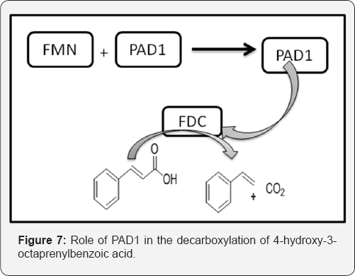 Click here to view Large Figure 7