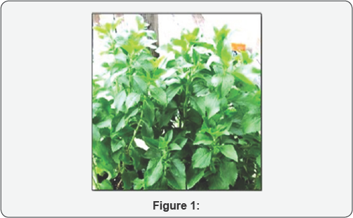 Click here to view Large Figure 1