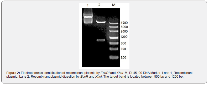 Click here to view Large Figure 2