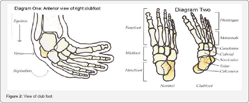 Click here to view Large Figure 2
