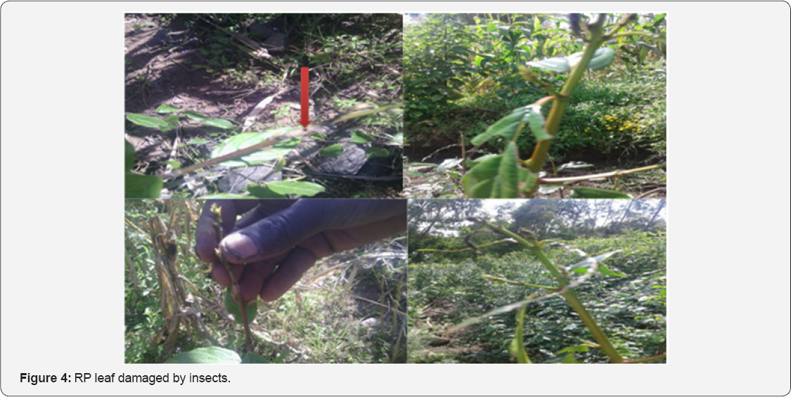 Click here to view Large Figure 4